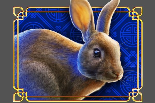 rabbit
